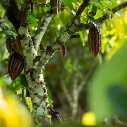Origem amazônica do cacau é comprovada por meio de DNA e revela forte rede de comércio pré-colombiana