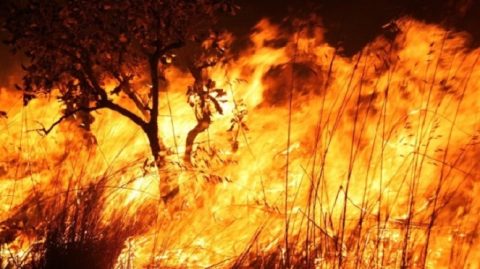 Mais de 11 milhões de pessoas já foram diretamente afetadas por incêndios florestais, diz CNM