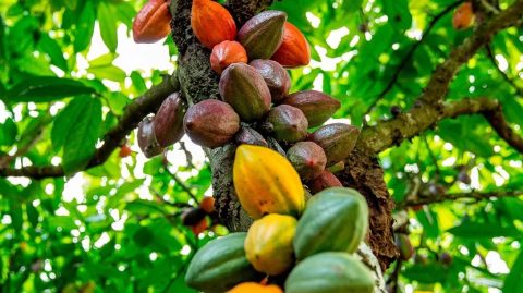 Preços do Cacau em queda apesar de problemas de produção na Costa do Marfim e Gana