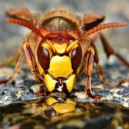 Professora da UnB descobre que veneno de marimbondo combate câncer