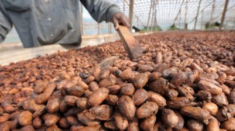 COCOBOD Anuncia Aumento do Preço ao Produtor para a Temporada de Cacau 2024/2025