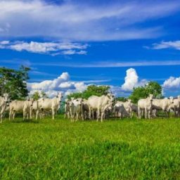 Estado inicia nova fase de atualização cadastral do rebanho bovino em novembro