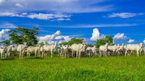 Estado inicia nova fase de atualização cadastral do rebanho bovino em novembro