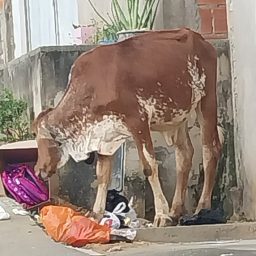 População reclama de animais soltos nas ruas do João Assis em Gandu