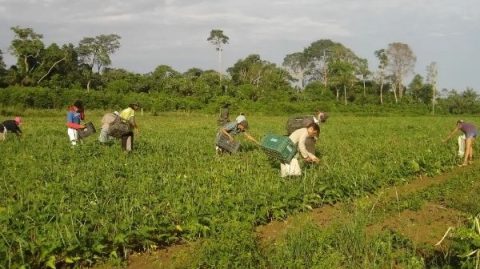 Governo Federal cria programa voltado para a Agricultura Familiar