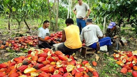 Produtor que focava no turismo do cacau vai investir na lavoura