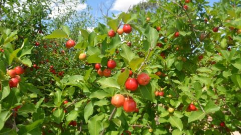 Produtores apostam em frutas regionais e subprodutos para elevar renda em 2025