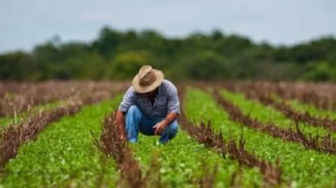 Desenrola rural prevê descontos de até 96% em dívidas de agricultores