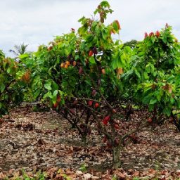Produtor baiano lidera projeto bilionário que pode revolucionar o cultivo de cacau