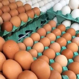 Após caso de gripe aviária no RS, preço dos ovos pode cair com impacto nas exportações
