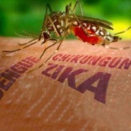 Bahia tem redução de mais 90% nos casos de dengue e Chikungunya