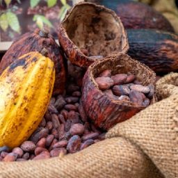 Cacau recupera parte das perdas após maior sequência de quedas em quase três anos