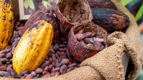 Cacau recupera parte das perdas após maior sequência de quedas em quase três anos