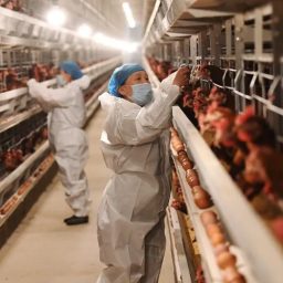 China suspende compra de carne de frango do Brasil por 60 dias após caso de gripe aviária