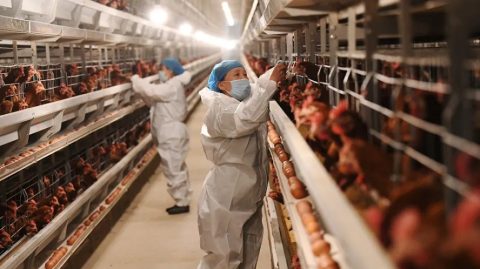 China suspende compra de carne de frango do Brasil por 60 dias após caso de gripe aviária