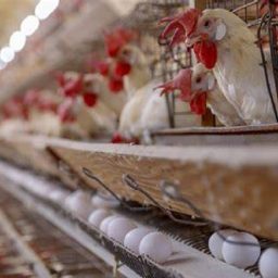 Governo confirma primeiro foco de gripe aviária em granja comercial no Brasil