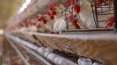 Governo confirma primeiro foco de gripe aviária em granja comercial no Brasil