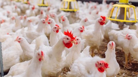 Gripe aviária atinge granja e zoológico no Rio Grande do Sul
