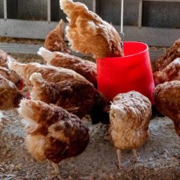 Gripe aviária: Minas Gerais investiga dois novos casos, um deles em BH