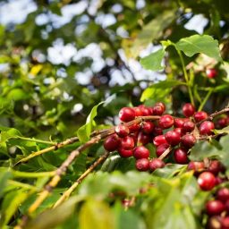 Preço do café arábica acumula queda de mais de 6% em maio