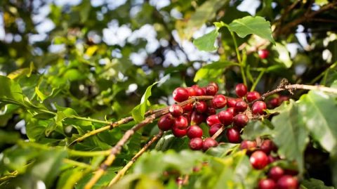 Preço do café arábica acumula queda de mais de 6% em maio