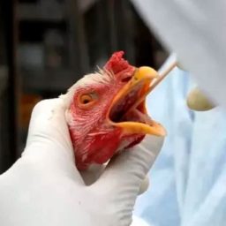 Gripe aviária: exportação de frango do Brasil está suspensa para 16 países e União Europeia