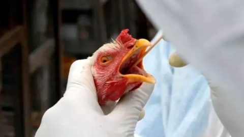 Gripe aviária: exportação de frango do Brasil está suspensa para 16 países e União Europeia