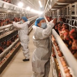 Gripe aviária: investigações de suspeita da doença em andamento sobem de 18 para 19
