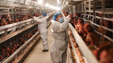 Gripe aviária: investigações de suspeita da doença em andamento sobem de 18 para 19