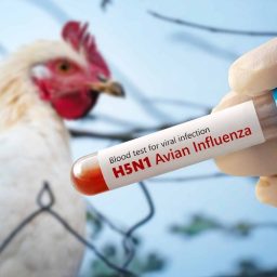 Gripe aviária: mais três países suspendem importação de frango do Brasil; veja a lista