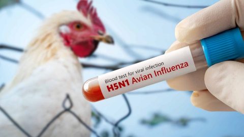 Gripe aviária: mais três países suspendem importação de frango do Brasil; veja a lista