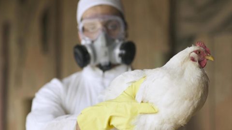 Gripe aviária: por que cientistas alertam que doença pode causar próxima pandemia