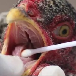 Gripe aviária:  Kuwait suspende importação de carne de frango de todo o Brasil