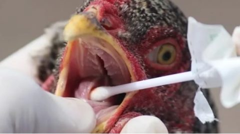 Gripe aviária:  Kuwait suspende importação de carne de frango de todo o Brasil