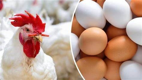 Carne de frango e ovos têm queda de preços no mercado interno
