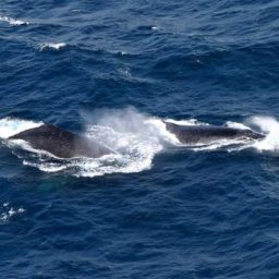 Avistamento de jubartes movimenta turismo da Bahia em julho