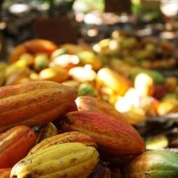 Tarifa de 50% pode gerar perda de R$ 180 milhões para a cacauicultura brasileira e elevar ociosidade da indústria para até 37%