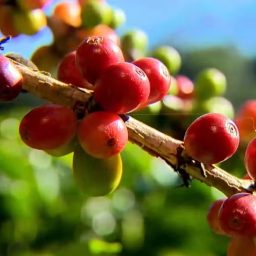 Espírito Santo deixa de exportar 2,5 mil toneladas de café para os EUA em 7 dias