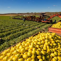 Fruticultura baiana demanda solução diplomática diante do tarifaço dos EUA