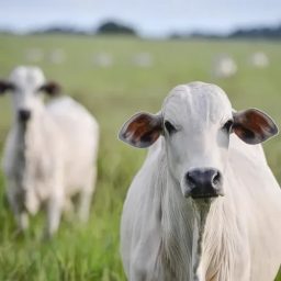 Preços da carne, laranja e café no Brasil já sentem os impactos do tarifaço de Trump