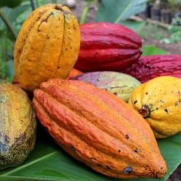 Seca extrema e calor intenso reescrevem o calendário do cacau na Amazônia