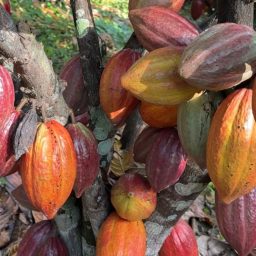 Ubatã: Manejo eficiente faz Fazenda Água Boa produzir 200 arrobas de cacau por hectare