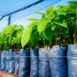 Prefeitura de Itabuna entrega 5 mil mudas de cacau para fortalecer agricultura familiar