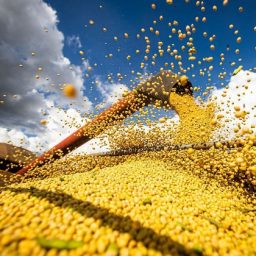 Brasil estima colheita de 354,8 milhões de toneladas de grãos