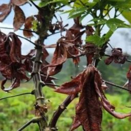 Ministério do Desenvolvimento Agrário destina mais R$ 30 milhões para enfrentamento da vassoura de bruxa; entenda