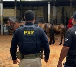 Operação recolhe animais soltos em rodovias do extremo sul da Bahia