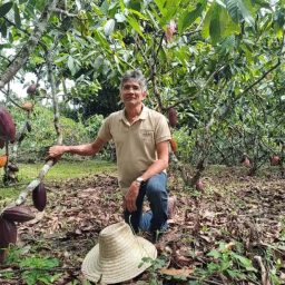 Rendimento baixo ainda limita euforia de produtores de cacau