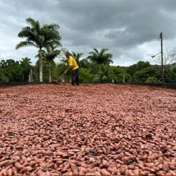 Preço da arroba do cacau despenca 58% em oito meses
