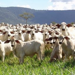 Bahia chega a 13,7 milhões de cabeças de gado e bate recorde histórico