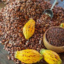 Queda internacional do cacau repercute no Brasil pressionando preços ao produtor
